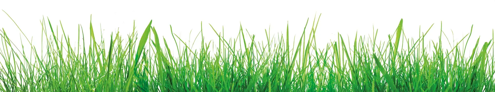 Gras - Grasfaser - Kartonage - Verpackung - Umweltfreundlich